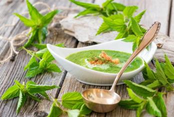 Lortie vertus antianemiques depuratives entre autres bonne soupe quiche 0 729 487